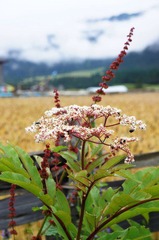 DSC02120.JPG