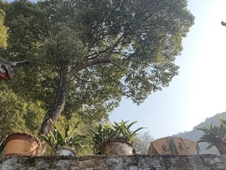 1000052593