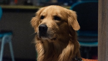 1000054962