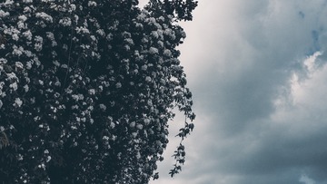 1000026325