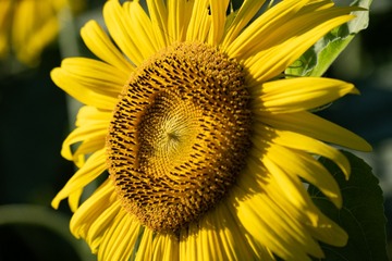 1000036560