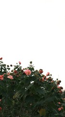 F29BD575-B592-4A2C-A602-7F1D1EDF8F67/L0/001