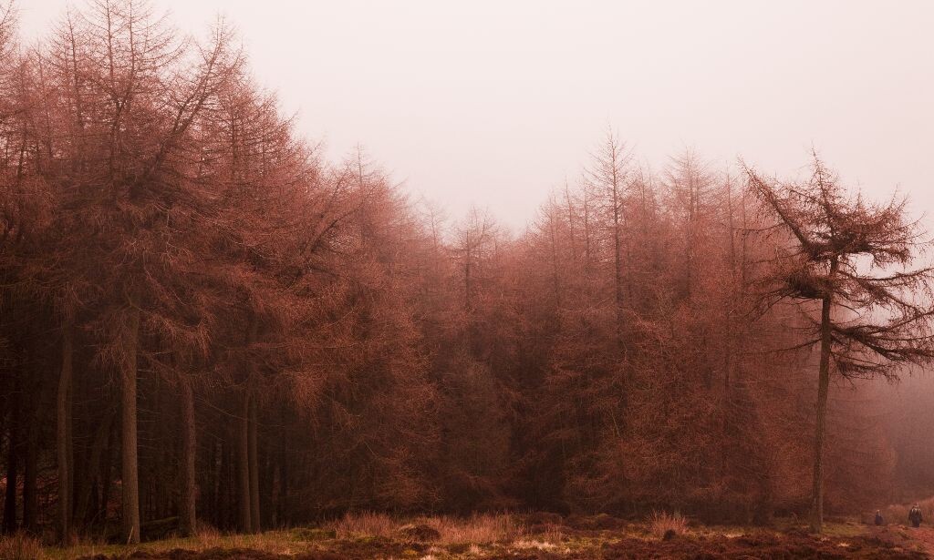 peak district 常见的森林<br />
