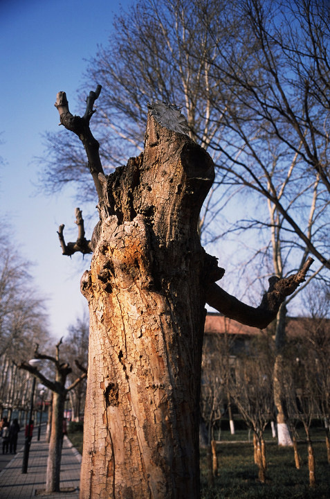 枯树桩(cantaxg2 g28 rdpⅢ) br />