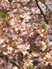 25BC76FE-36CA-40C2-A452-2F4FD7D32184/L0/001