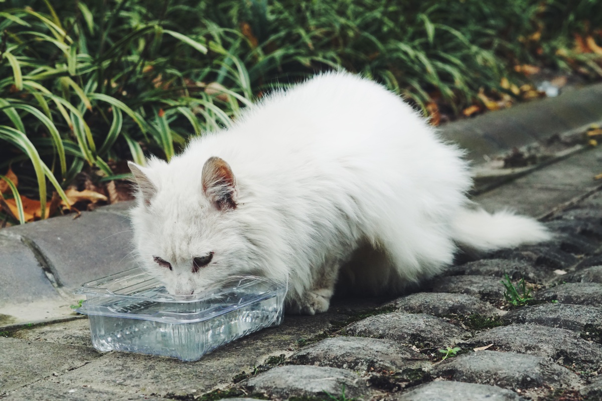 流浪的临清狮子猫不亲人挑食长得漂亮每年夏天有人给他剪毛冬天的时候