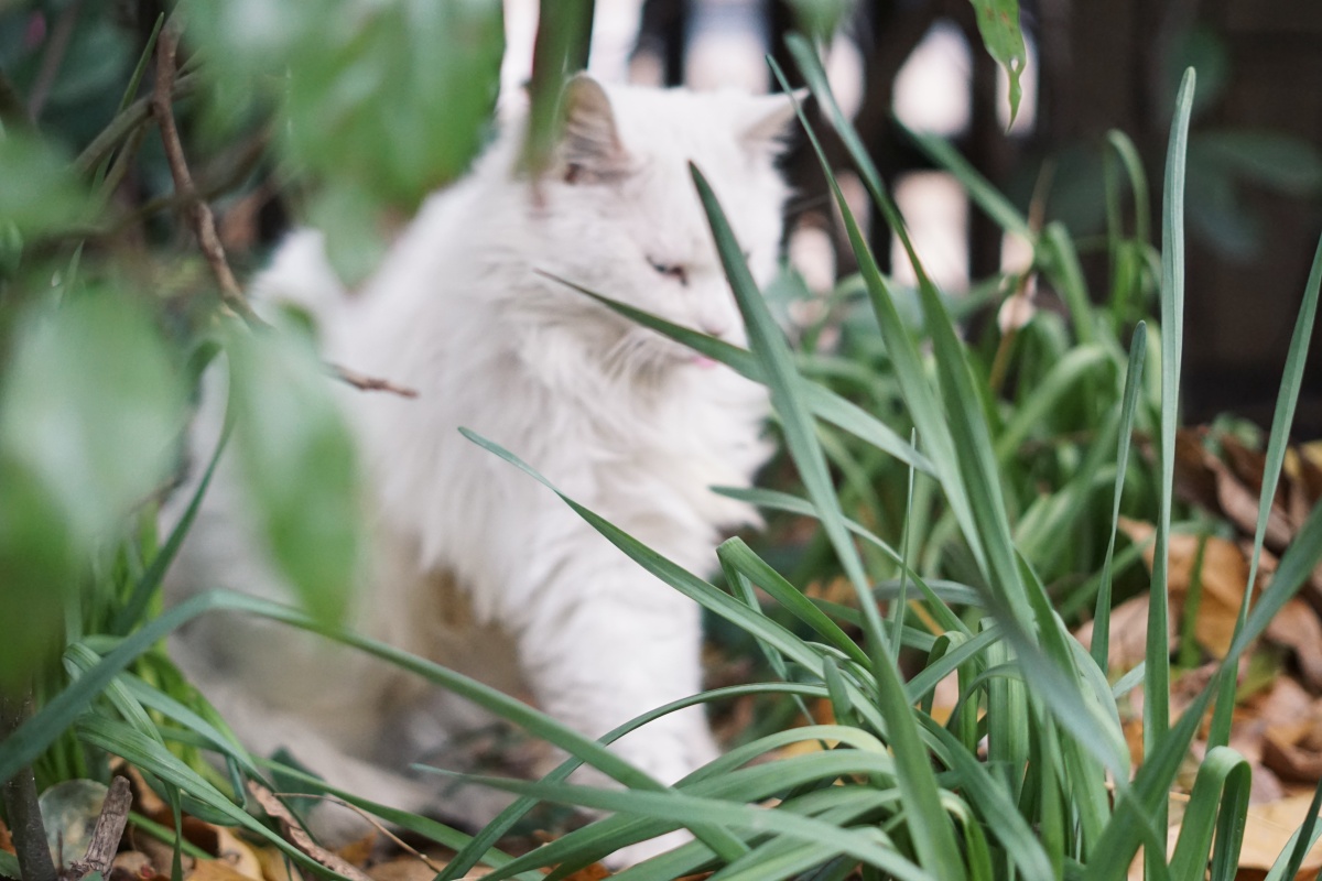 流浪的临清狮子猫不亲人挑食长得漂亮每年夏天有人给他剪毛冬天的时候