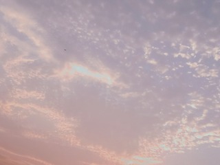 1619017