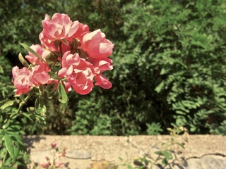 R0024721.JPG