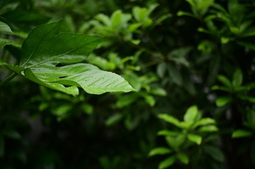 EF4266CD-5B6A-4B9E-B0FF-5F25755FB07A/L0/001