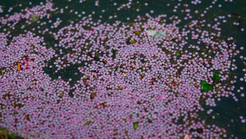 1000080774