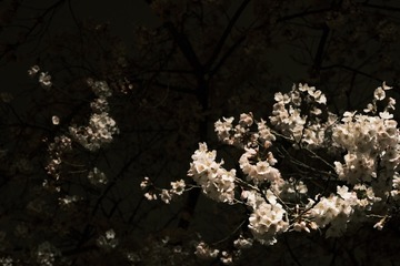 D506A7C4-C6BA-4C26-A0CD-9391B2330DAB/L0/001