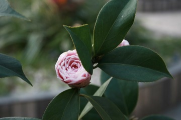 A073597F-C474-42B6-8A43-3EDA463D9AFE/L0/001