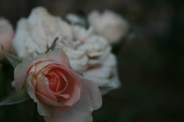 5FED71E7-BA52-4787-A334-ED4753A37D9A/L0/001