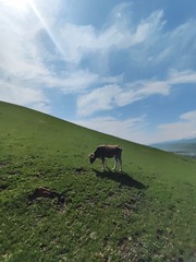 1000018406
