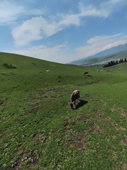 1000018403