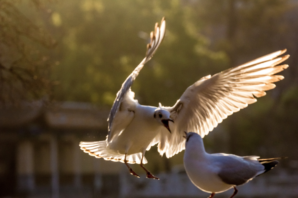 惊鸿一瞥红嘴鸥拍摄于挖色昆明
