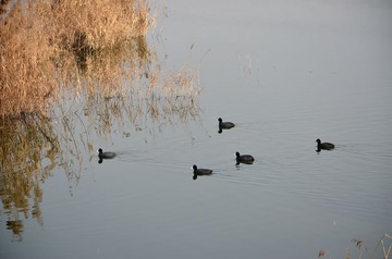 DSC_0101_