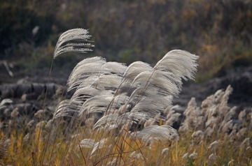 DSC_0239_