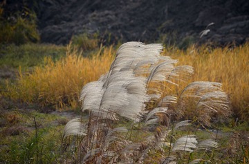 DSC_0236_