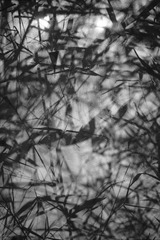 0C9CF04A-CE9E-4787-B9A2-31464B50AB27/L0/001