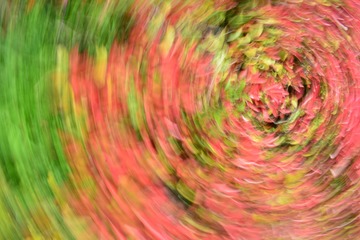 1000265207