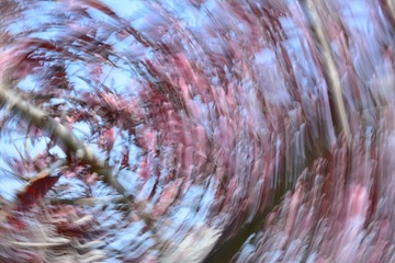 1000265206