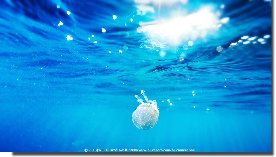 偶遇小水母,拍完躲之~<br />
palau