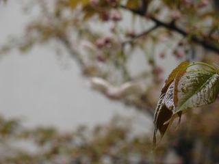 DSC06413.JPG