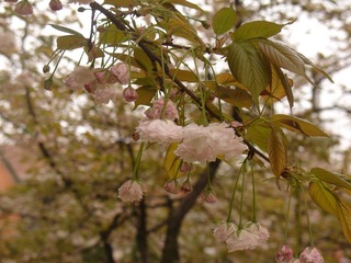 DSC06495.JPG