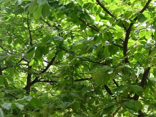 DSC07165.JPG