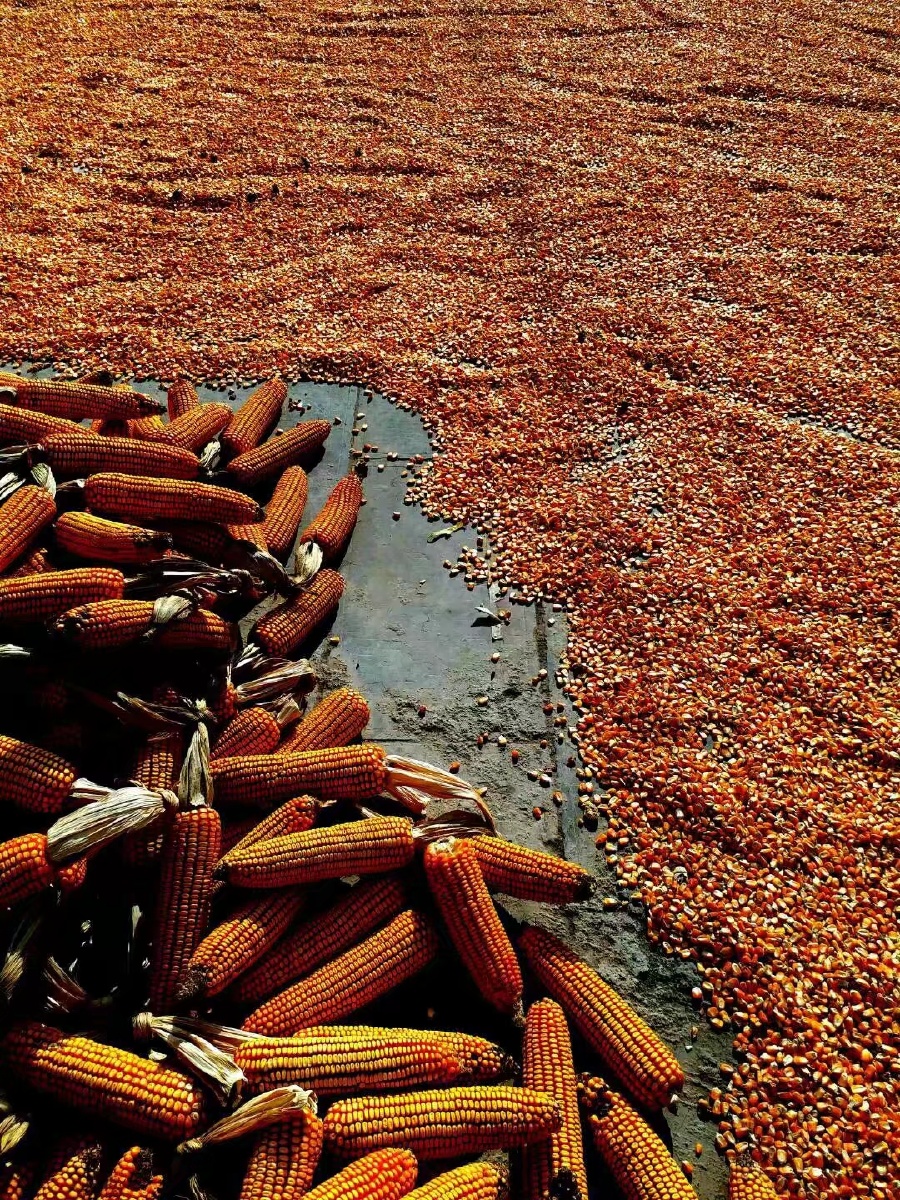 太行晒秋 / 晒玉米 /2017-11 / 山西平顺县井底村