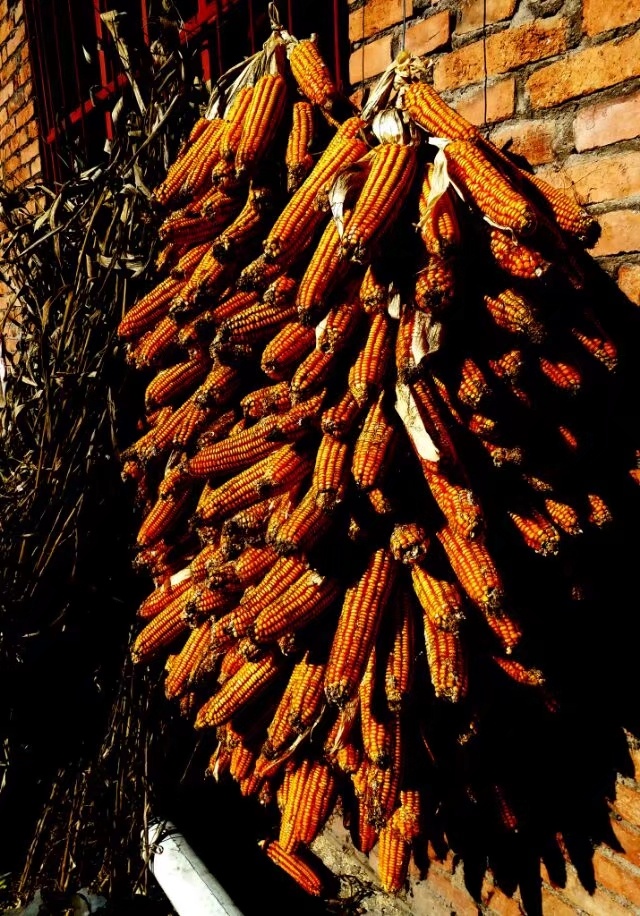 太行晒秋 / 晒玉米 /2017-11 / 山西平顺县井底村