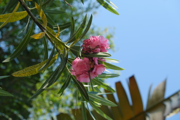 DSCF0127_1
