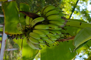 DSCF0133_1