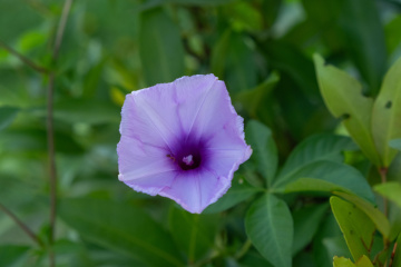 DSCF0129_1