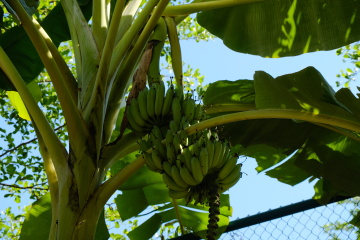 DSCF0132_1