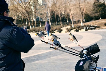 angry birds