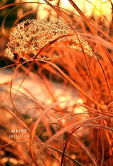 芦苇
