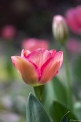 FC0C7C4E-1CB9-4387-A4B6-5089DDED04F8/L0/001