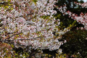 _MG_7092.JPG