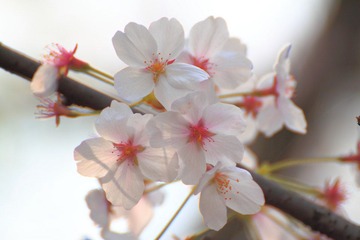 _MG_7100.JPG