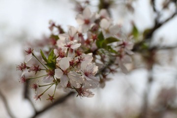 _MG_7130.JPG