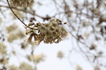 _MG_7160.JPG