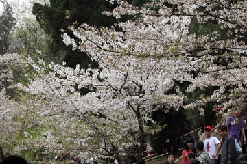 _MG_7219.JPG
