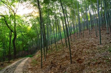 玉皇山竹林.jpg