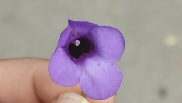 1000016490