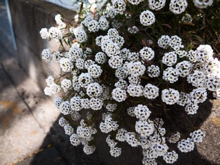 P1110348.jpg