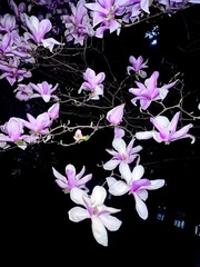 2C4E59FA-76EC-4709-A109-440388643131/L0/001