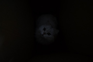 A8CE5CA5-E69D-476C-9E4B-DF3CBB4B0374/L0/001